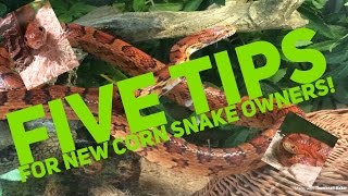 5 Tips For New Corn Snake Owners [upl. by Eecats]