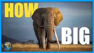 How Big Do African Elephants Get [upl. by Leena]