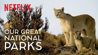 The Secret Lives of Pumas  Our Great National Parks  WildForAll  Netflix [upl. by Simara]