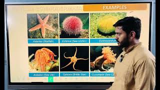 Phylum Echinodermata for class 11 or neet [upl. by Ahsil]