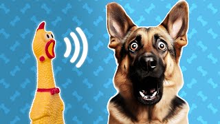 5 Squeaky Toy Sound For Dogs  Dog Sounds and Noises [upl. by Nylodnewg]