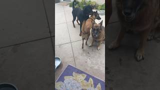 Rottweiler almost dislocated my knee rottrotting belgianmalinois germanshepherd dogtraining [upl. by Bourne]