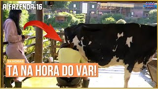 VAZOU O VÍDEO VACA DESGRAÇADA Veja o momento que Sacha xinga a vaca de quotDESGRAÇAquot afazenda16 [upl. by Eronaele]