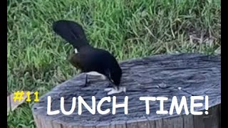 Willie wagtail catches  eats lunch 3 species in 5 minutes uncut Australian bird footage [upl. by Latonia945]