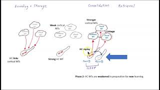 The role of the hippocampus in memory consolidation revised [upl. by Eemiaj]