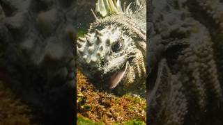 Marine Iguanas Feeding [upl. by Johnette]