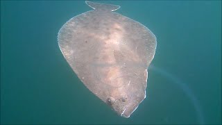 Revealing FlounderFluke Fishing with Live Bait Underwater View [upl. by Uaerraj658]