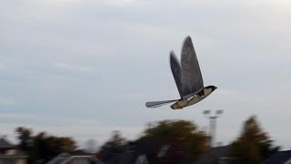 Servo Driven Ornithopter amp Real Peregrine Falcon [upl. by Eleumas132]