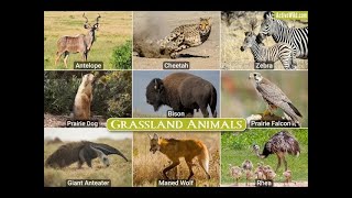 Top 10 Animals That Eat Grass [upl. by Walter22]