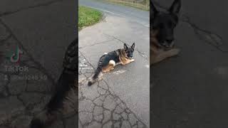 k9 training german shepherd quotself control fokus with the distraction from the streetquot [upl. by Beatrix]