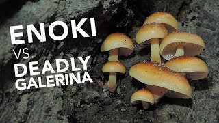 Learn To Identify Wild Edible Enoki Mushrooms [upl. by Hoebart]