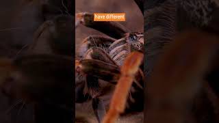 Tarantula Urticating Hairs as Defense Mechanism  quotPamphobeteus solarisquot [upl. by Feune]