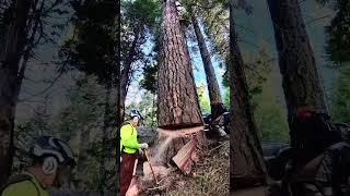 nice ponderosa pine died right next to the highway [upl. by Linet876]