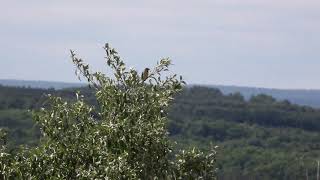 Dickcissel Bird Song [upl. by Aelat]