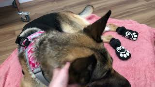 Reign the paralyzed German Shepherd at vet with serious complications IVDD Dog Diary Oct 2nd 2024 [upl. by Davina80]