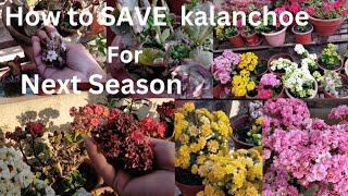 How to Grow and Care Kalanchoe For Next Season  Kalanchoe Plant Care In Nepali [upl. by Nirok594]