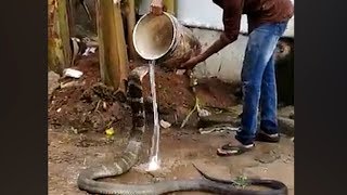 Watch King cobra enjoys cold water shower [upl. by Oreves]