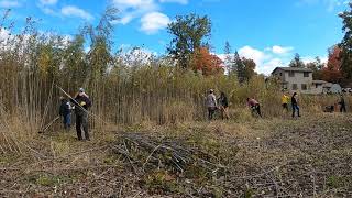 Wixom Lake Association Cuts Down The Wixom Forest in Heron Cove Oct 8 2022 DroneGoPro Views [upl. by Icnan]