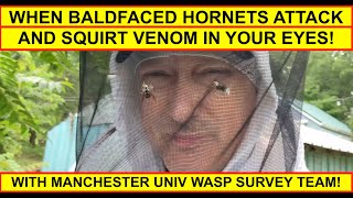 BALDFACED HORNETS ATTACK SPRAY VENOM IN OUR EYES REMOVING DANGEROUS WASP NEST IN TALL GRASS [upl. by Ymmak698]