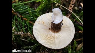 SchwarzkopfMilchling Kaminkehrer Rußkopf Lactarius Lignyotus Lactariella Lignyota [upl. by Witt]