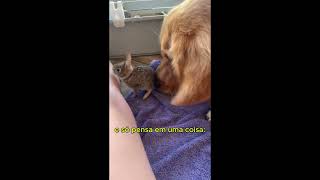 Interação entre cães e lagomorfos [upl. by Margaux]