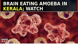 Brain Eating Amoeba In Kerala  Migrates To Brain From Nasal Passages Causes Brain Tissue Damage [upl. by Damaris528]