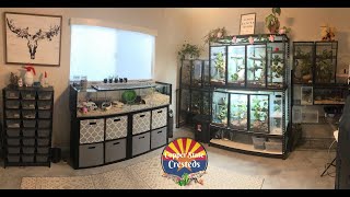 Gecko amp Pet Room Tour  Over 25 Crested Geckos  Crested Gecko Breeder [upl. by Auqenes]