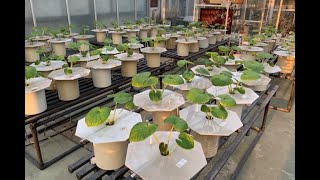 静岡大学農学部『ワサビ栽培を科学的に解明する』植物機能生理学研究室（一家）・植物機能制御学研究室 [upl. by Eemiaj]