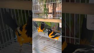 Venezuelan Troupials birds exoticbirds exoticpets aviculture troupial [upl. by Abla]