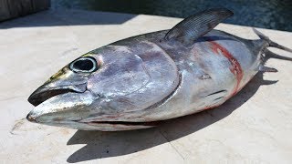 Blackfin Tuna Catch and Cook [upl. by Lowry]