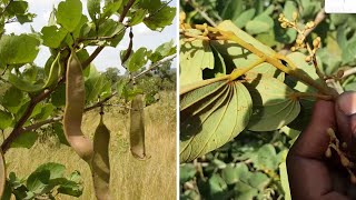 Physostigma reticulatum  Nyama en bambara  voici 05 maladies soignées par cette plante [upl. by Akeenat796]