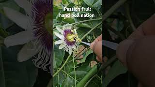 Passion Fruit hand pollination [upl. by Yrolam]