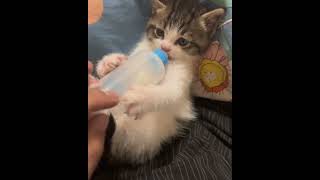 Kittens drink milk from a bottle animalvideos babykittens bottlefeedingkittens [upl. by Ridley]