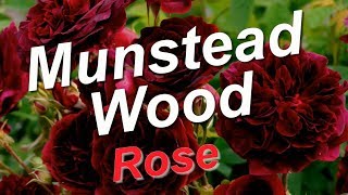 Munstead Wood Rose [upl. by Ianahs]