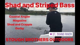 American Shad  Striped Bass  Sunshine Bass  Coastal Angler Shad Crappie Derby  St John’s River [upl. by Bradway401]