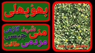 Bahu phali  Corchorus  Bophali Ka Fayde Urdu Hindi [upl. by Shugart454]