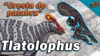 Nuevo DINOSAURIO descubierto en México Tlatolophus galorum [upl. by Terrej]