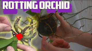 How To Fix Orchid Root Rot  How Do You Save a Rotting Orchid [upl. by Primrosa163]