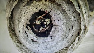 BaldFaced Hornet Queen Nest build Time Lapse Yellow Jacket Nest [upl. by Nevad951]