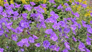 Geranium cranesbill Rozanne  FarmerGracycouk [upl. by Bixby]