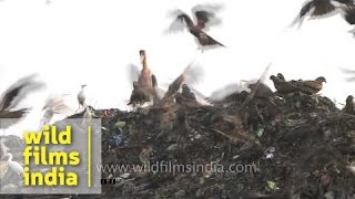 Indian rag pickers forage for recyclables at Guwahati landfill site [upl. by Karie]