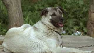 Kurdish Shepherd Dog KANGAL Sivas Kurdistan 2008 [upl. by Killigrew]