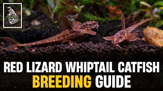 Red Lizard Whiptail Catfish Breeding Guide amp Caring Tips  Serendib Aquatics [upl. by Uri]