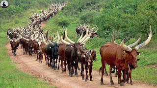 Granja de vacas Longhorn de Texas  ¿Cómo granjero criar millones de vacas de cuernos largos [upl. by Graham61]