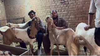 Okhla Dhobi ghat bakra mandi update 29052024  Qurbani goat sale  Gazipur Bakra Mandi live update [upl. by Corly678]