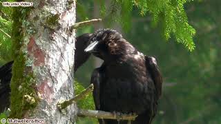 die TOTALE Entspannung  Kolkraben Ravens Cumberland Wildpark Grünau Almtal [upl. by Margarita]