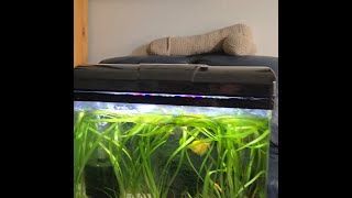 New 5 gallon Guppy breeding tanksInspired By Father Fish Soil and Sand Live planted [upl. by Aitital]