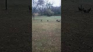 Turkeys in the backyard [upl. by Nattie575]