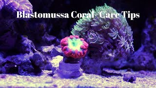 Blastomussa  Care Tips [upl. by Mychael]