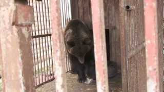 FOUR PAWS rescues the Ukrainian brown bears Rosa and Potap from cruel private husbandry [upl. by Nodnart]